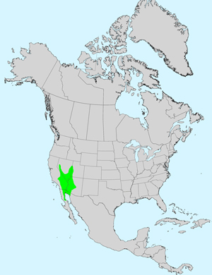 North America species range map for Velvet Turtleback, Psathyrotes ramosissima: Click image for full size map.